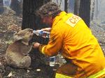 Symbol of Hope - Sam the Koala - Click to enlarge